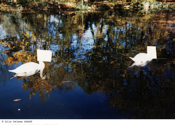 Photographie découpée