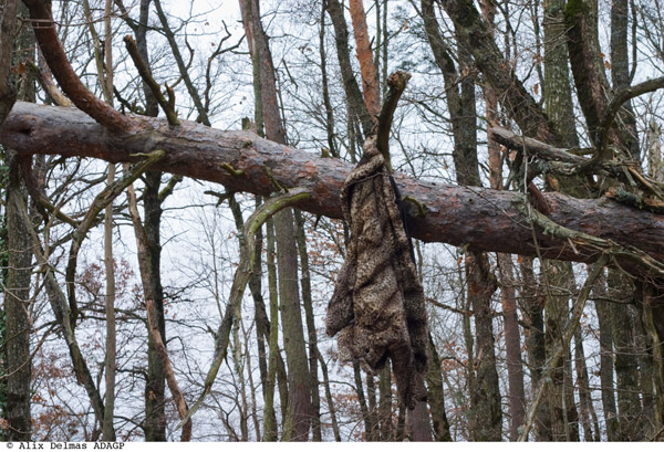 Fur Coat in a Forest