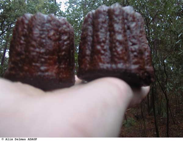 Cannelés